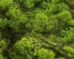Moss 馴鹿水草（嫩綠色）20克