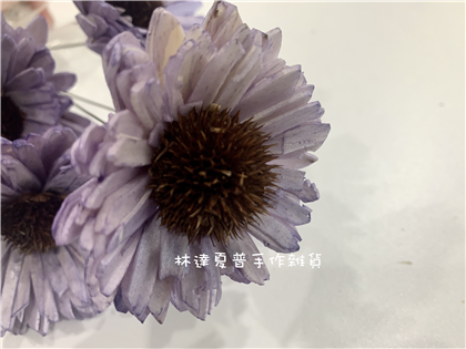 索拉花紫色菊