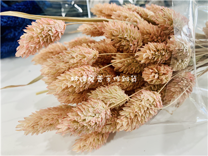 112084840021 荷蘭小加納利