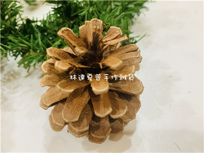 112080900199 中型松果