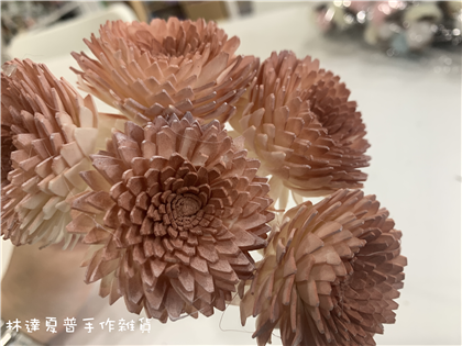 112084900014 索拉雲南菊