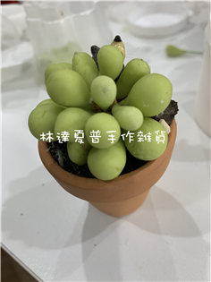 童趣多肉小盆栽