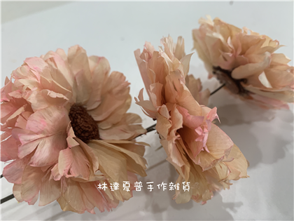 索拉花橘色菊