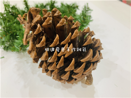 112080900230 大型松果